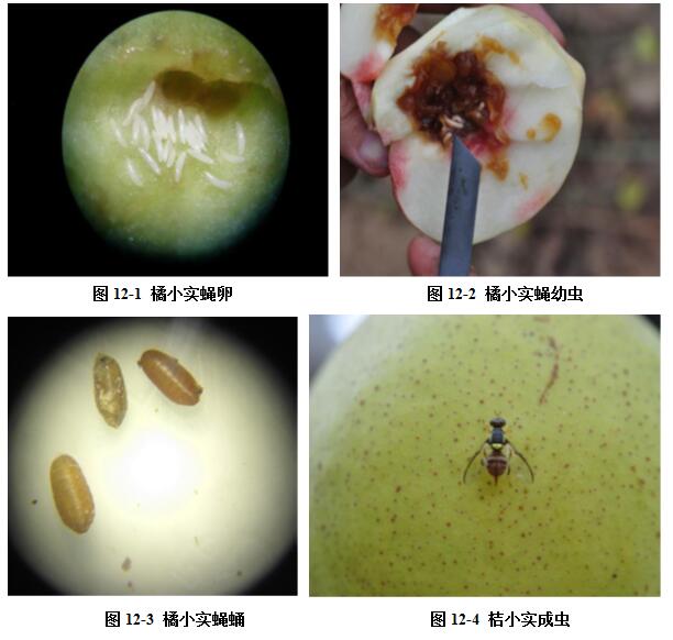 一张清晰的信息图,展示柑橘实蝇完整生命周期:左侧为成虫形态(黄褐色带黑纹),中间依次为卵(白色细长)、幼虫(乳白无足)、蛹(红褐色桶形),右侧为土壤中羽化过程,配有时间轴标注各阶段持续天数(卵3天、幼虫7天、蛹14天、成虫寿命约30天) 柑橘实蝇生活史示意图:成虫、卵、幼虫、蛹、羽化过程分解图
