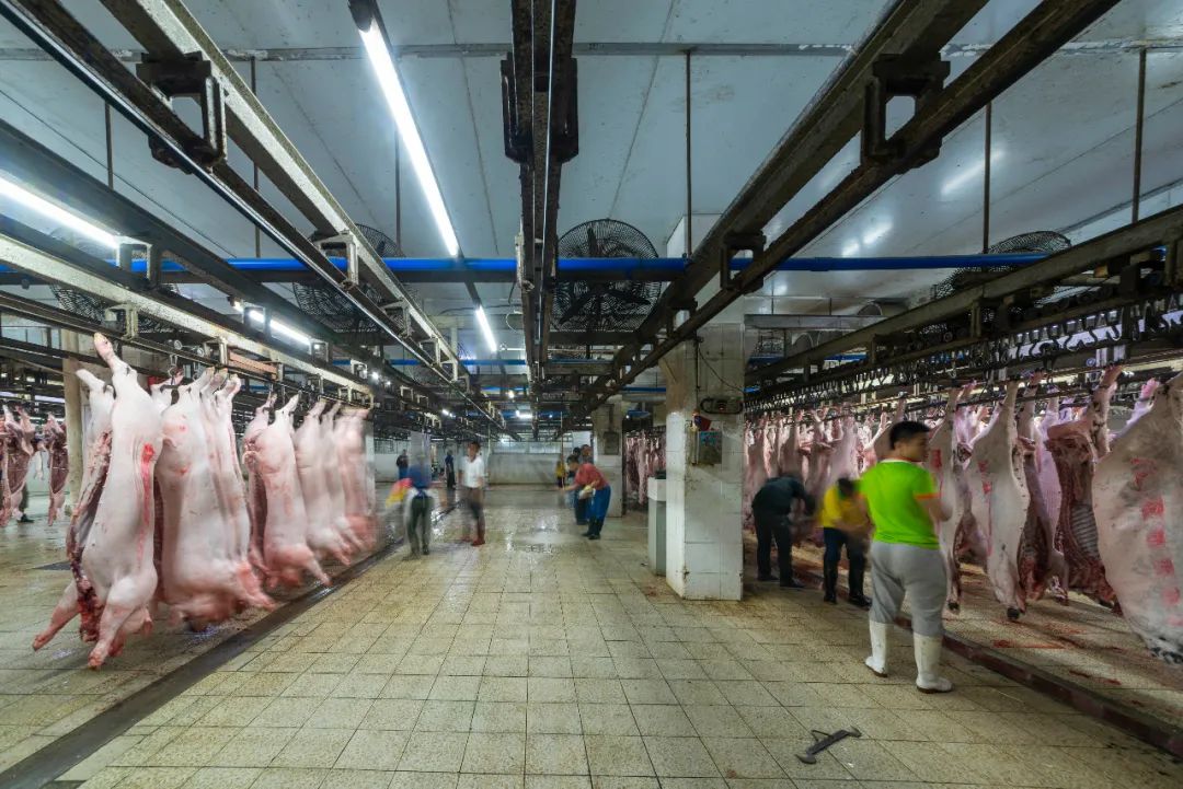 现代化屠宰车间中的外三元商品猪分割生产线,工人正在进行精细分割,展示出良好的肌肉纹理和较低脂肪含量,旁边标有品牌包装盒 外三元商品猪屠宰分割线