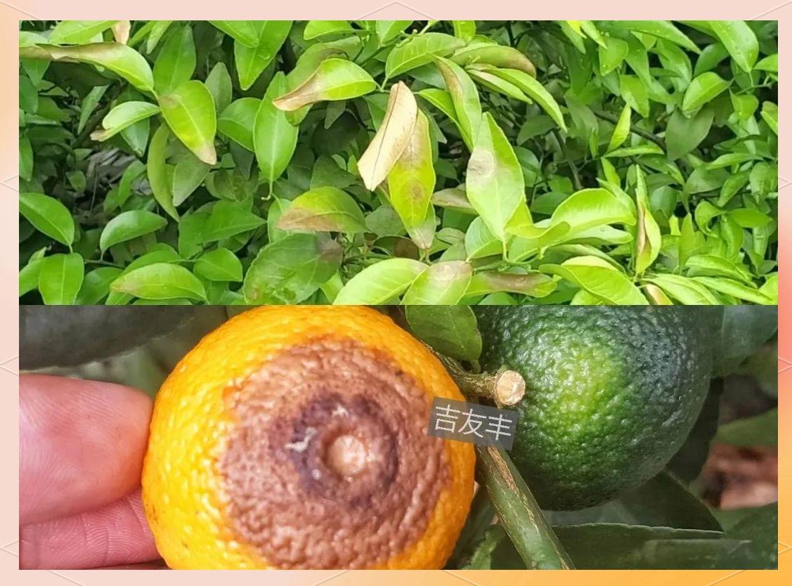 特写镜头展示橙子果肉局部,黑色斑点呈放射状分布,边缘略显模糊,部分区域可见细微霉丝,果肉纤维结构紊乱,背景为白色瓷盘,突出病变细节 橙子果肉局部放大显示黑色霉斑和纹理异常