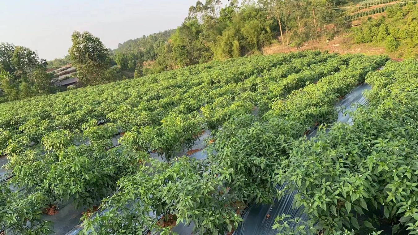 平顶山郏县安良镇辣椒标准化种植基地航拍全景