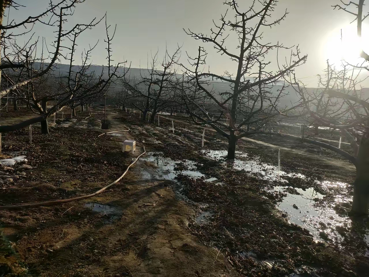 马来西亚彭亨州文冬县猫山王果园地面特写，展示富含腐殖质的深色土壤与覆盖落叶的生态种植环境