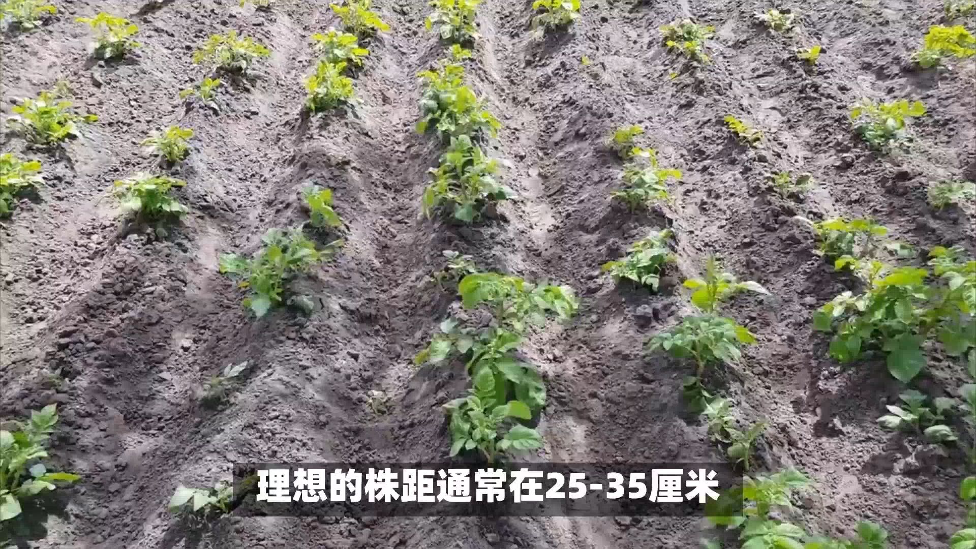 农田中农民正在检查马铃薯出苗情况,土壤疏松呈团粒结构,幼苗整齐出土,高度约5~8厘米,背景可见滴灌带铺设,远处有温度监测仪 马铃薯田间管理实景图