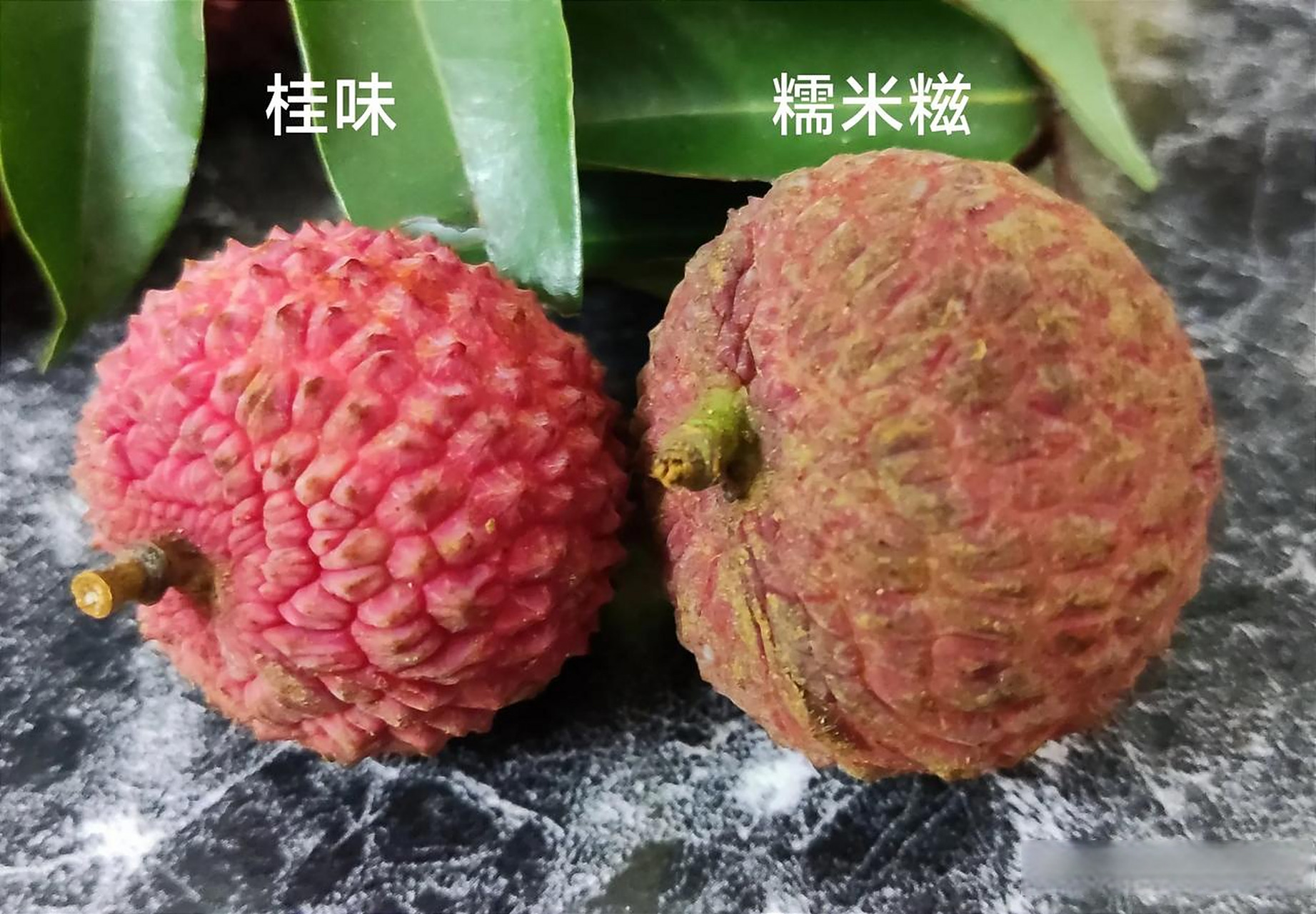 三月红荔枝与其他红荔枝品种对比图