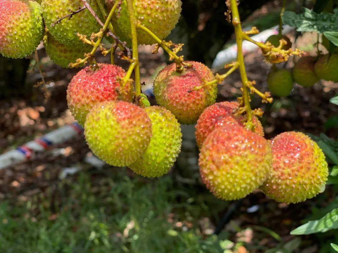 无核荔枝果实特写