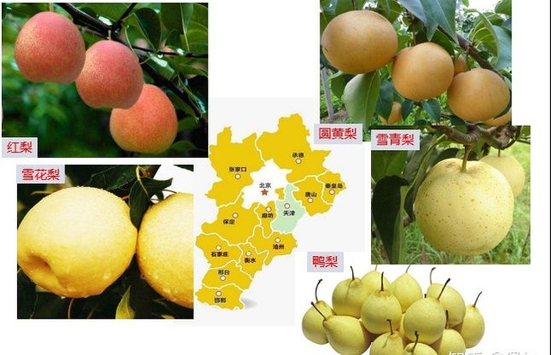 东北大酸梨核心产区地图示意