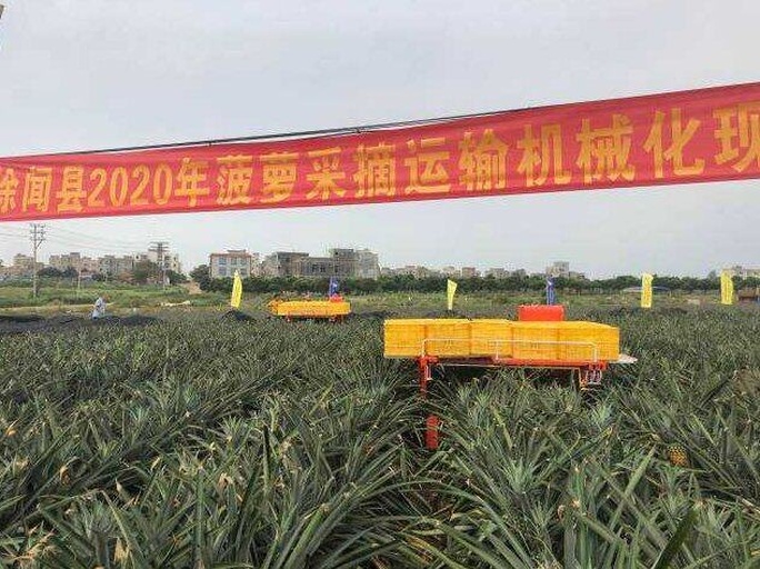 航拍视角下的徐闻县成片菠萝种植园,绿色波浪状田垄整齐分布,远处可见农户在田间劳作,阳光充足,土地呈红褐色,体现典型的火山岩红壤特征 徐闻县菠萝种植基地航拍图