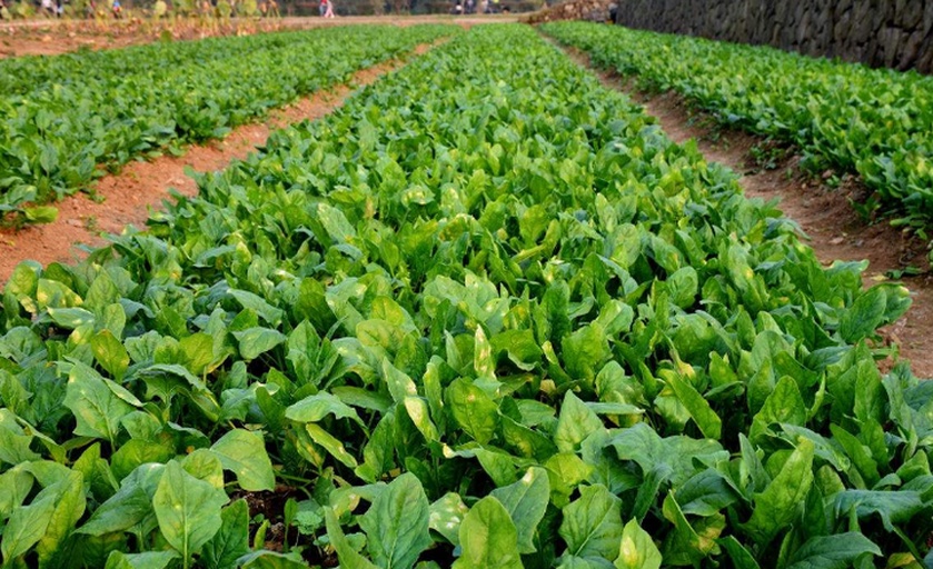 韭菜与菠菜冬季共育实景图