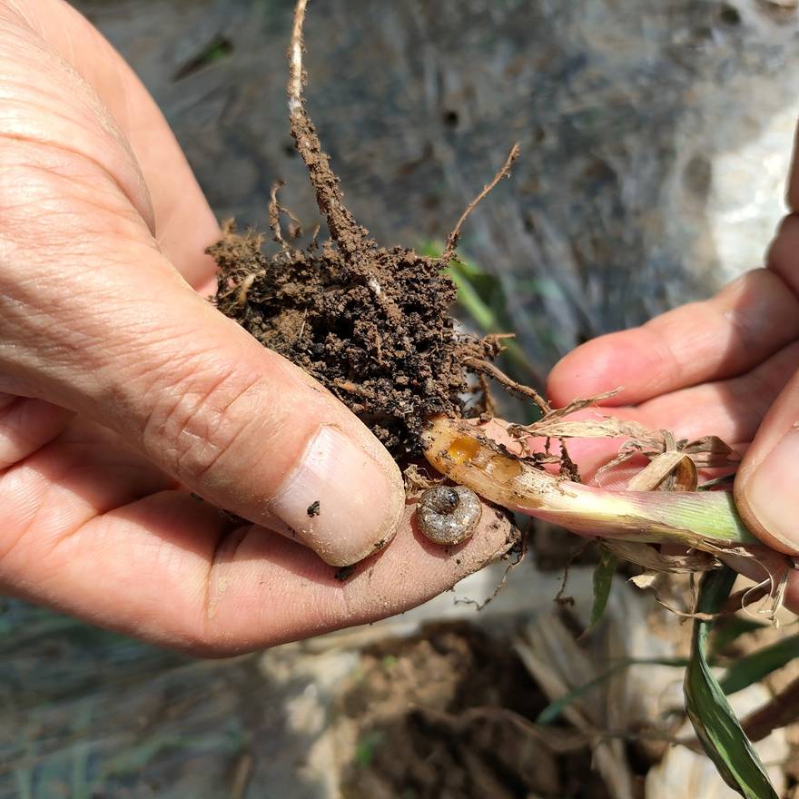 柿子主要虫害及天敌图谱