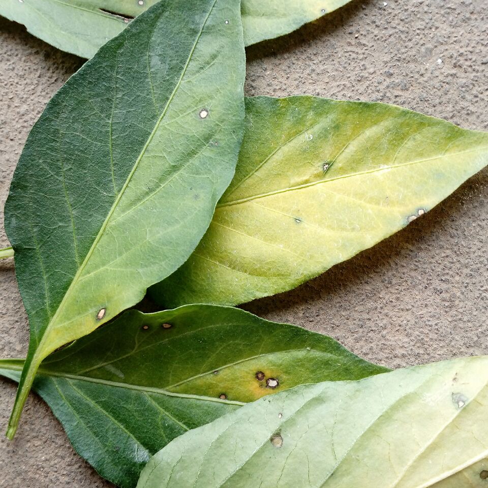 五角枫叶片显微结构与化学成分分布示意图