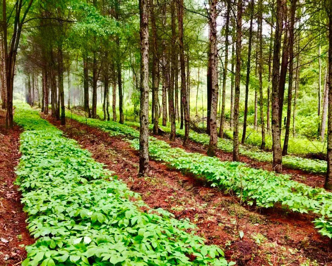 北美花旗参种植园航拍图