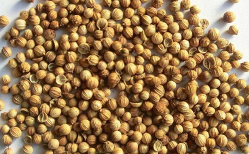 香菜植物学特征与活性成分分布图