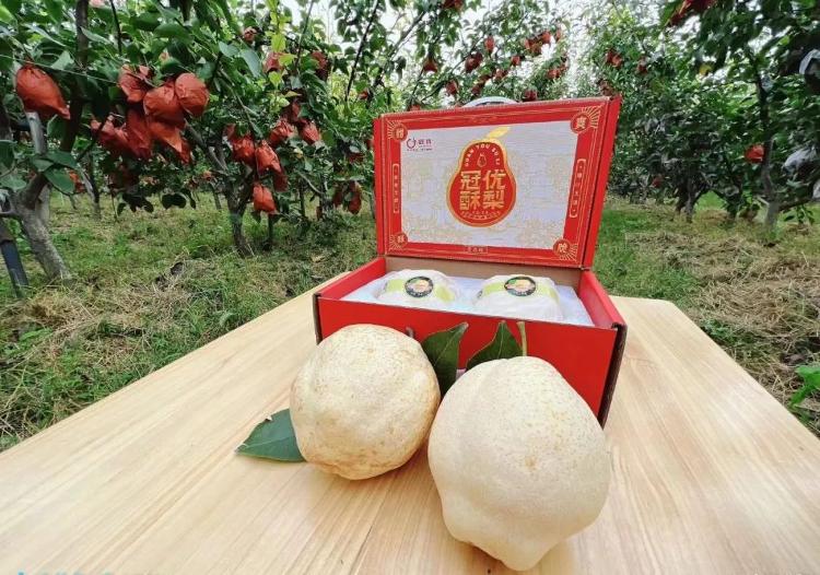 桌面上摆放三款不同风格的娃娃梨包装:左侧是印有卡通娃娃图案的红色礼盒,中间是透明塑封托盘装精品果,右侧是环保纸袋搭配采摘体验券;背景虚化处显示超市货架、幼儿园午餐盒和电商平台订单界面,体现多元化应用场景 娃娃梨礼盒与多场景应用图