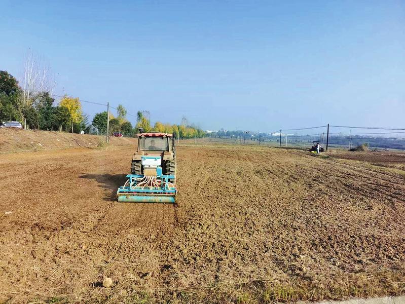 北方机械化马铃薯种植作业现场