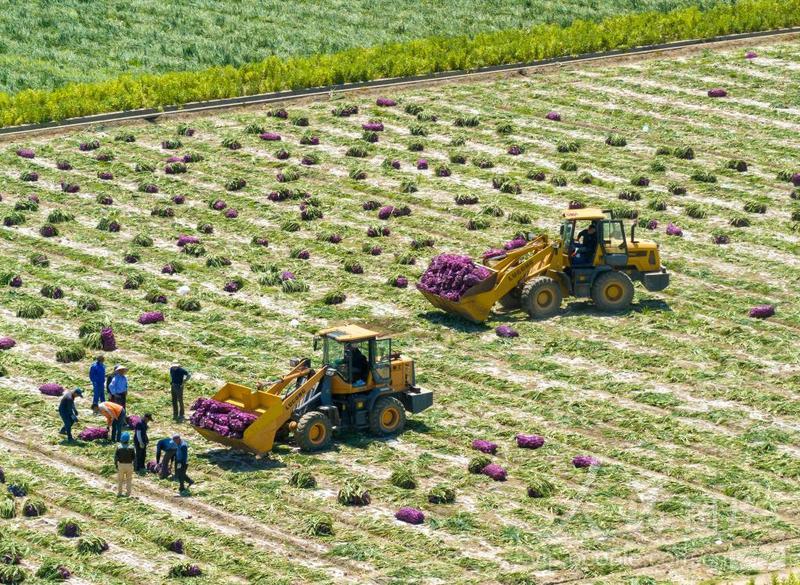 大型机械化收割机正在田间作业,农民在田边进行分级装筐,背景为整齐排列的紫红色洋葱堆垛,阳光充足,体现规模化现代农业生产场景 陕西红洋葱田间采收场景