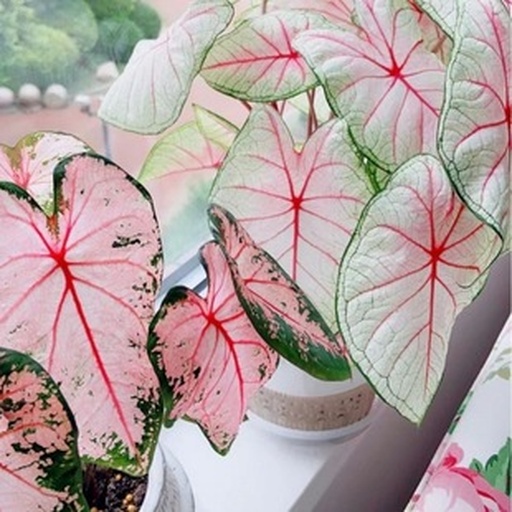 芋头盆栽生长状态