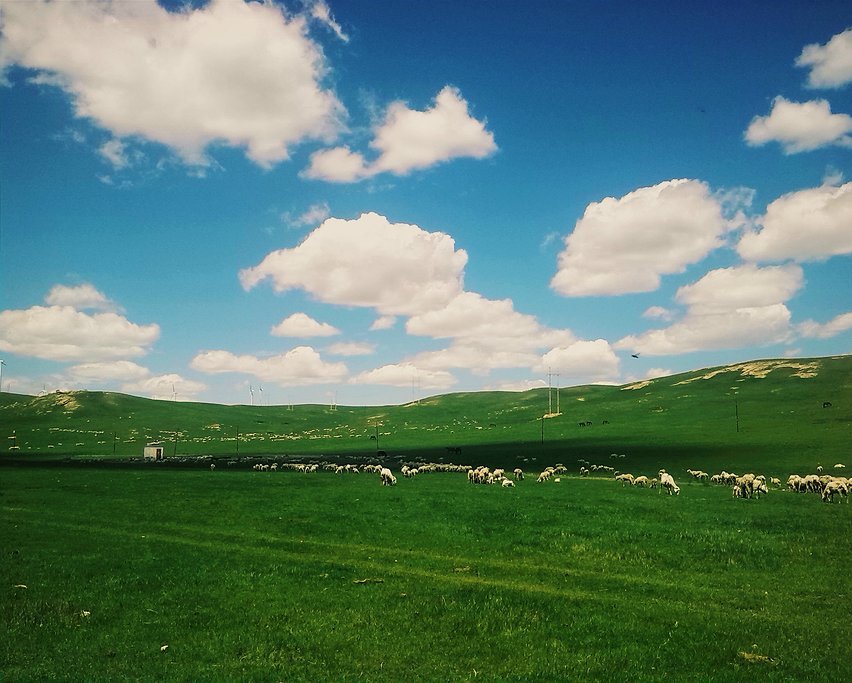 盐池县草原放牧场景