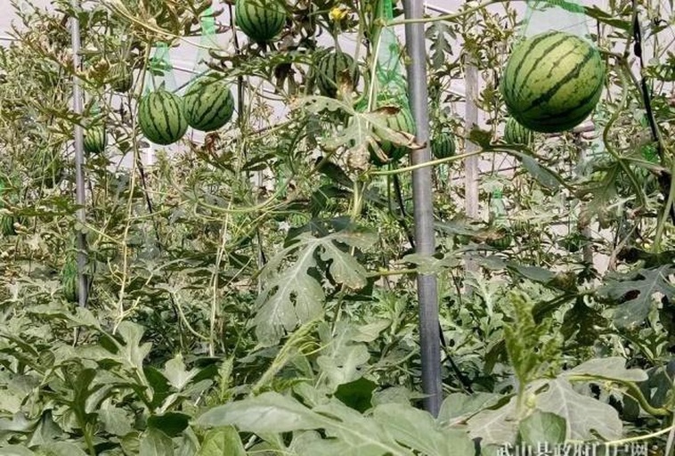 一位中年农民弯腰在绿藤覆盖的西瓜地里,手中拿着一个刚摘下的西瓜正在检查,身边堆放着几个大小相近的西瓜,阳光洒在叶片上,背景为开阔农田,远处有其他劳作人员,展现原生态种植环境 农民在瓜田中检查成熟西瓜