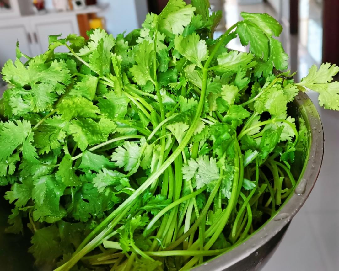 切碎的新鲜大叶香菜摆放在白色瓷碗中