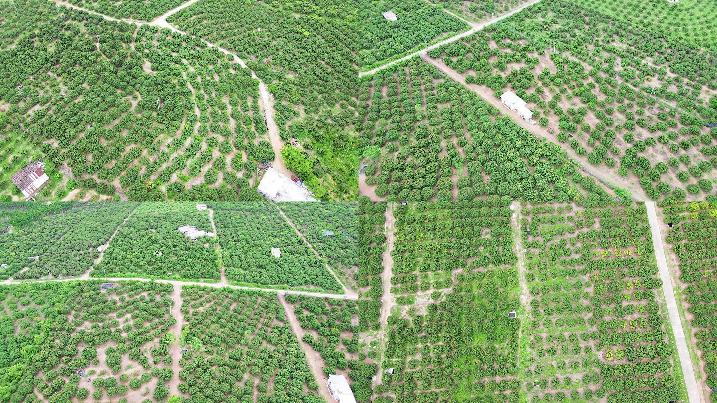 高空视角广角摄影:展现规模化现代果园场景,可见整齐树形、茂密挂果状态、地面反光膜反射阳光提升着色、空中植保无人机悬停作业,远处有智能气象站与水肥一体化控制柜 哥布林大李子标准化种植基地航拍:云南红河州建水县千亩连片果园,行距5×4m,V字形篱壁架式整形,树体健壮,果实累累挂满枝条,地面铺设反光银膜,无人机正在执行精准施药作业