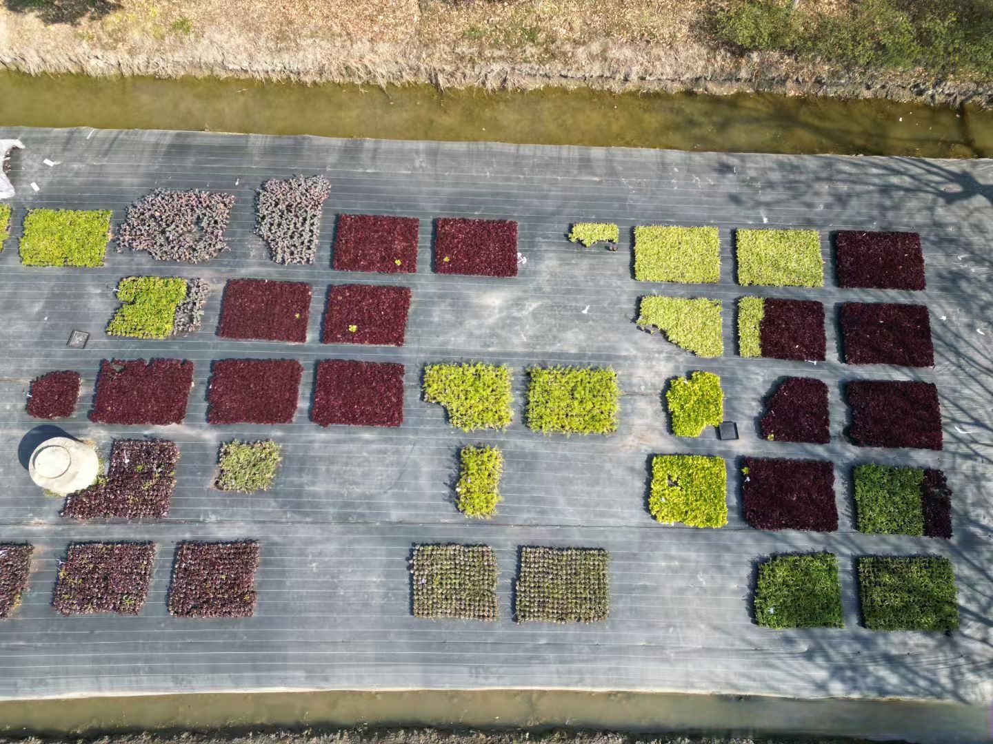 油菜与蚕豆带状复合种植模式图