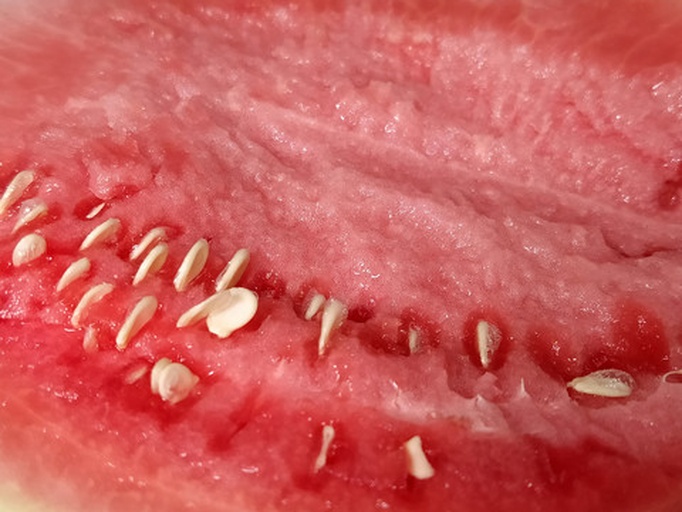 一个新鲜的西瓜被从中间切开,红色果肉清晰可见,切口处有晶莹的汁水正在滴落,背景为绿色瓜皮与黑色种子对比鲜明,展示西瓜高水分特性的视觉证据 西瓜切开瞬间汁水四溢的特写