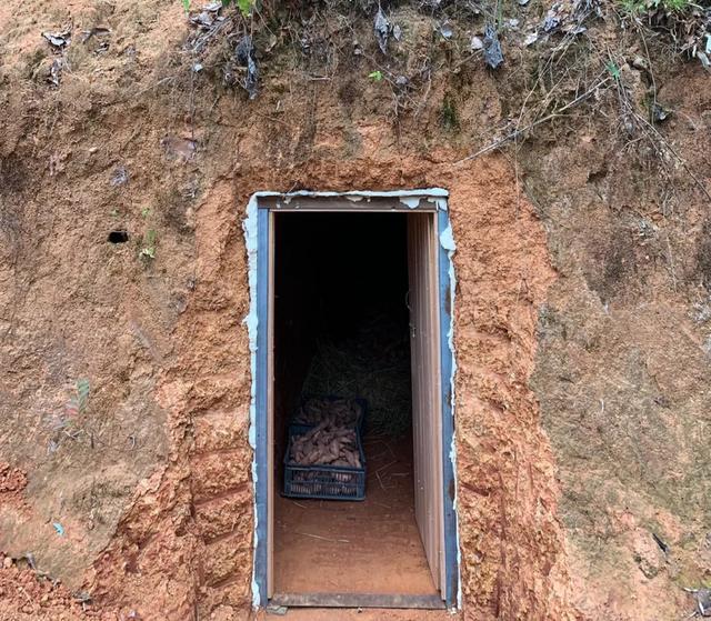 一个传统的地下地窖内部景象,泥土墙壁湿润,多个陶瓷腌菜坛整齐排列在木架上,坛口覆盖着塑料布并用绳索扎紧,顶部标有‘酸甜小黄瓜’字样,灯光昏黄,营造出古老而真实的储藏氛围 地窖中腌制坛子的存放场景