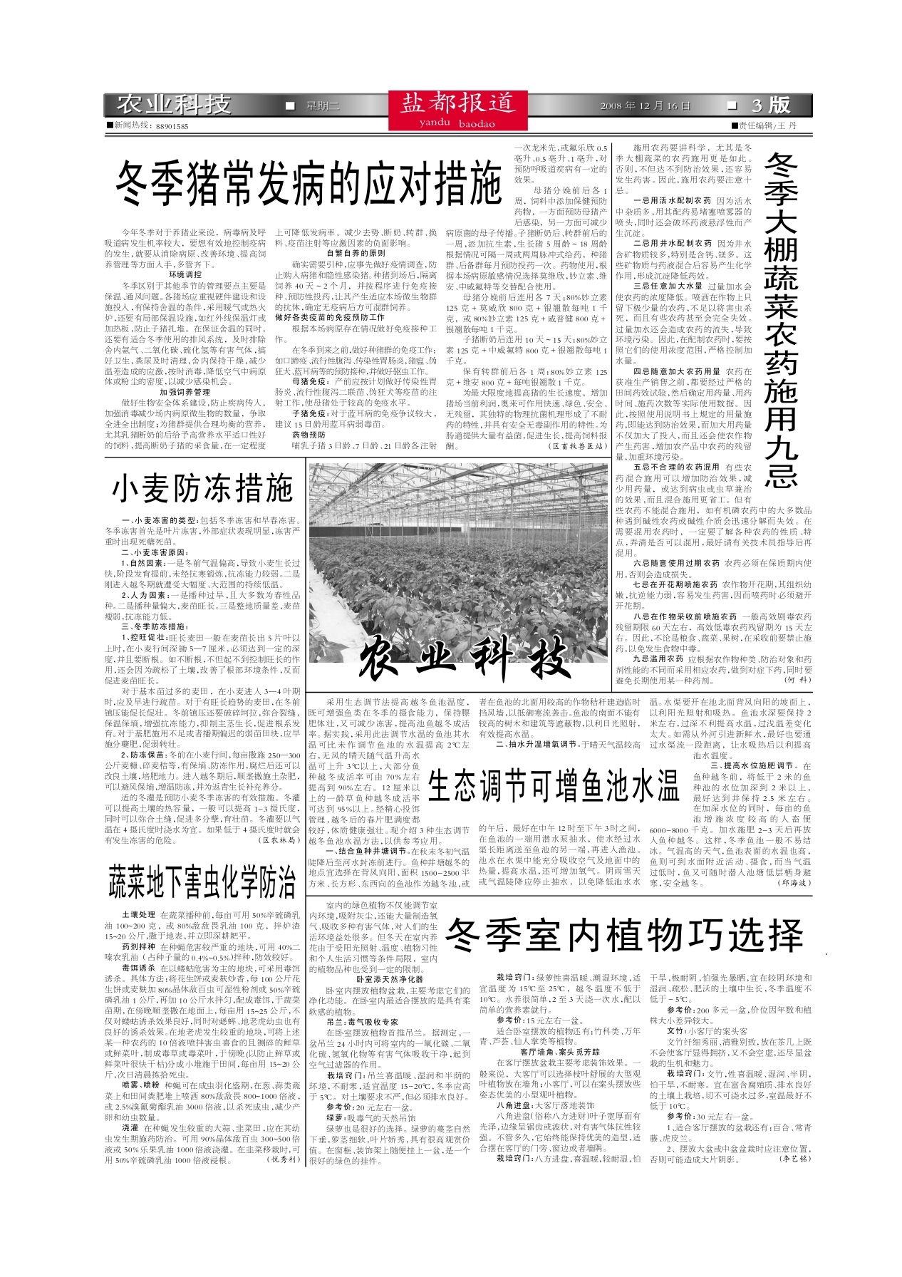 图片为信息图表风格,左侧列出寒潮来临前、中、后的三个时间段,右侧对应展示具体措施:寒潮前喷施抗冻剂、加固棚膜;寒潮中熏烟、覆盖无纺布;寒潮后清理残叶、追肥促长;配有温度计图标和天气预警符号 红菜苔田间防冻应急措施示意图