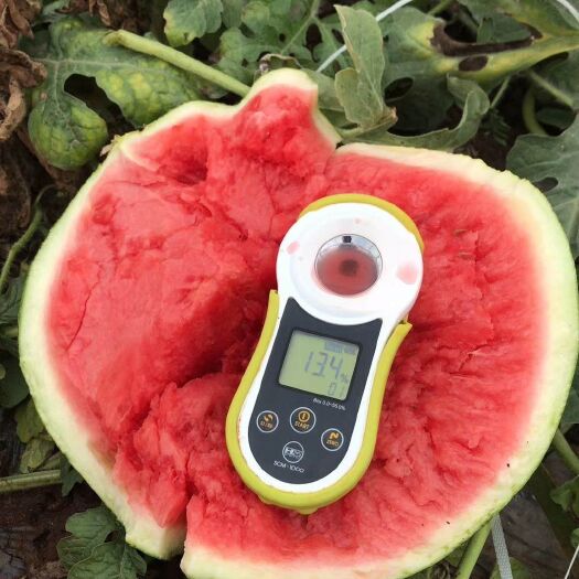 一个完整的庆发特早红西瓜被横向切开,露出鲜艳的大红色果肉,中心部位糖度集中,汁水丰富,黑色小籽稀疏分布,果肉质地细腻无粗纤维,背景为木质餐桌,旁边摆放测量糖度的折光仪,显示读数为13.2% 庆发特早红西瓜切面特写