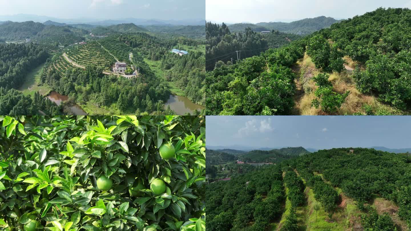 雪岭冬桃果园全景图