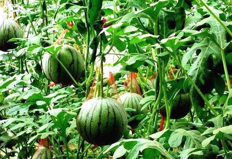 黄心西瓜田间生长图