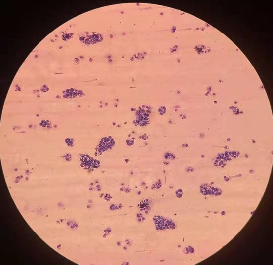 植物血凝素分子结构示意图
