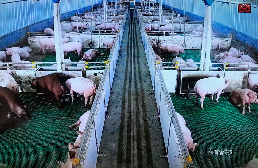 一张信息图展示大型种猪场的生物安全布局:外围为红色警戒区含洗消中心与物资中转站;中间橙色缓冲区设更衣淋浴间;核心绿色生产区包含配种舍、分娩舍、后备舍,各区域间设有脚踏消毒池与空气过滤系统,箭头标明人流、物流、猪流单向流动路径 种猪场生物安全三级防控体系示意图