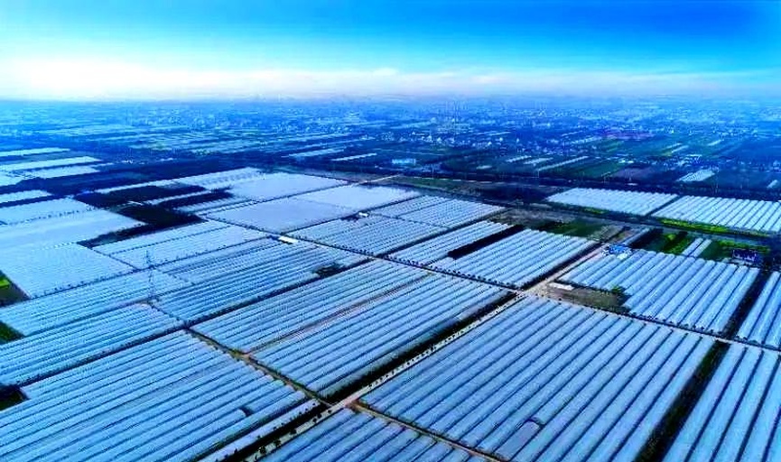 无人机航拍视角下的农业种植场景:左侧为大面积连片胡萝卜田,土壤呈深褐色,植株排列整齐,叶丛茂密呈羽状;右侧为银灰色反光膜覆盖的黄瓜大棚群,拱形温室连绵延伸,棚内可见攀爬架与滴灌系统。天空晴朗,阳光充足,展现现代农业规模化种植风貌 胡萝卜田与黄瓜大棚对比航拍图