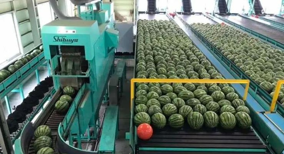 多个巴西蜜瓜正在自动化传送带上移动,工人佩戴手套进行分级筛选,背景可见电子秤、扫码设备和印有‘西州蜜瓜’字样的定制纸箱;整个场景明亮整洁,体现现代农业科技与规范化管理流程 巴西蜜瓜在现代化分拣包装车间