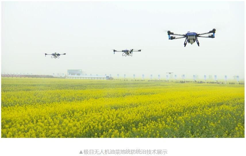 无人机航拍视角下的大型油菜种植基地,整齐的田块呈现出规则的网格状,金黄色的油菜花大面积连片开放,田埂上有蜂箱分布,远处有农人巡视,体现现代化农业管理模式 规模化油菜种植基地航拍图