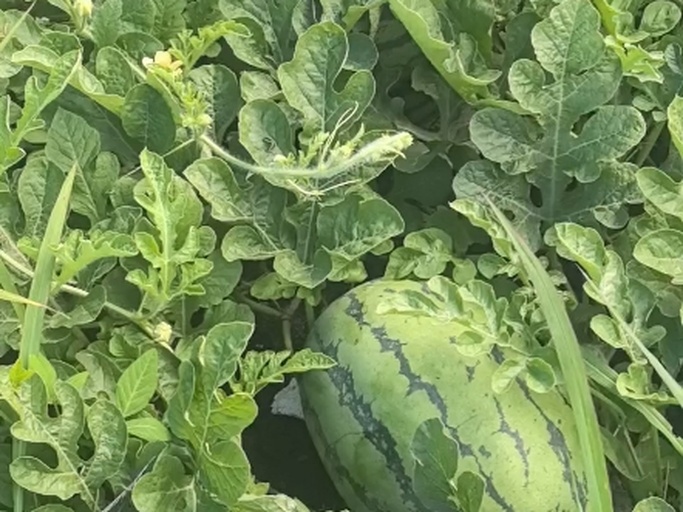 一片绿油油的农田中,可以看到蔓延的西瓜藤蔓,藤上开着小黄花,成熟的圆形西瓜静静地躺在泥土表面,部分被叶子遮盖,阳光洒在叶片和瓜皮上,呈现出清晰的条纹纹理 西瓜藤蔓与果实特写