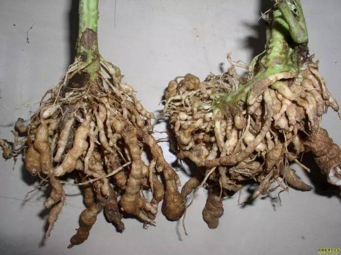 西瓜根部根结线虫危害特写