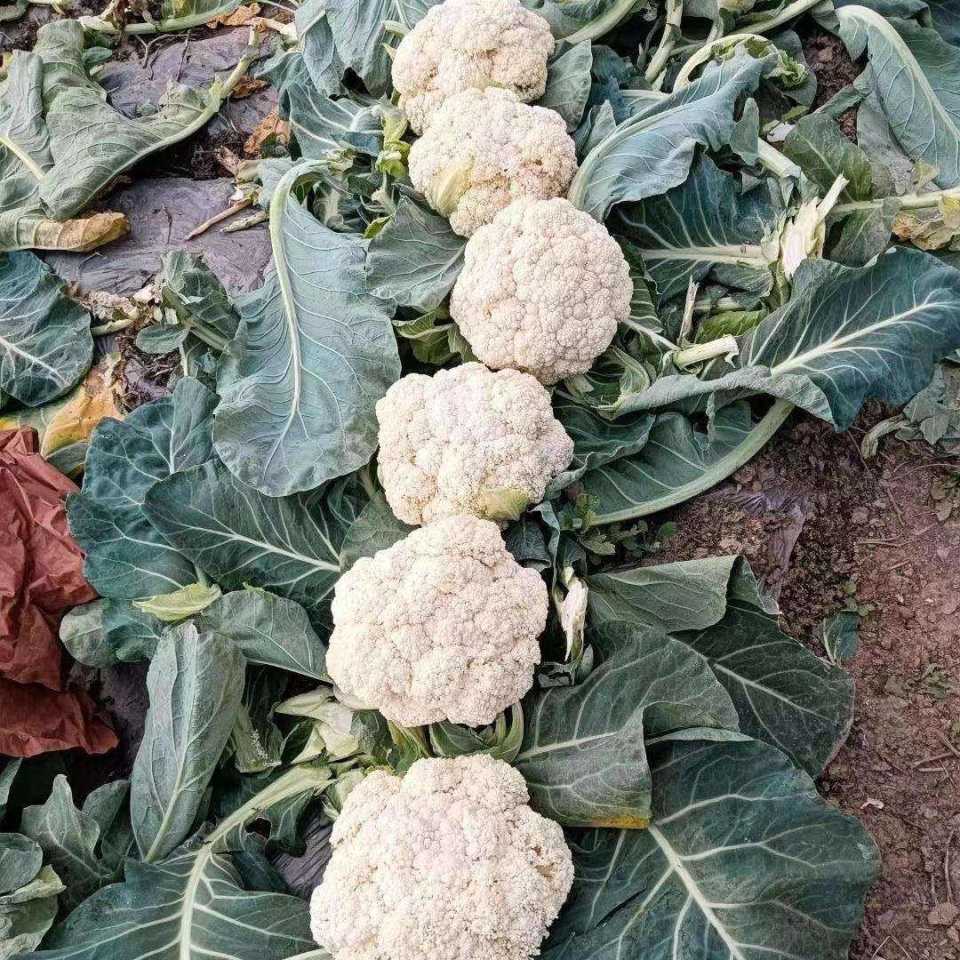 航拍视角下的花椰菜连片种植基地,植株排列整齐,花球已完全发育,农民正在田间进行采收作业,远处可见冷藏运输车待装货,体现现代农业规模化生产模式 花椰菜田间规模化种植场景