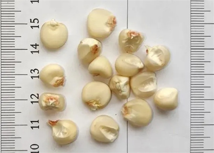 黑玉米与普通玉米籽粒对比图