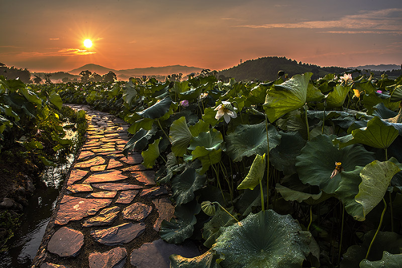 一对年轻情侣漫步在盛夏的荷塘小径上，女子手持一朵盛开的红荷花，男子提着装有新鲜白莲藕的竹篮