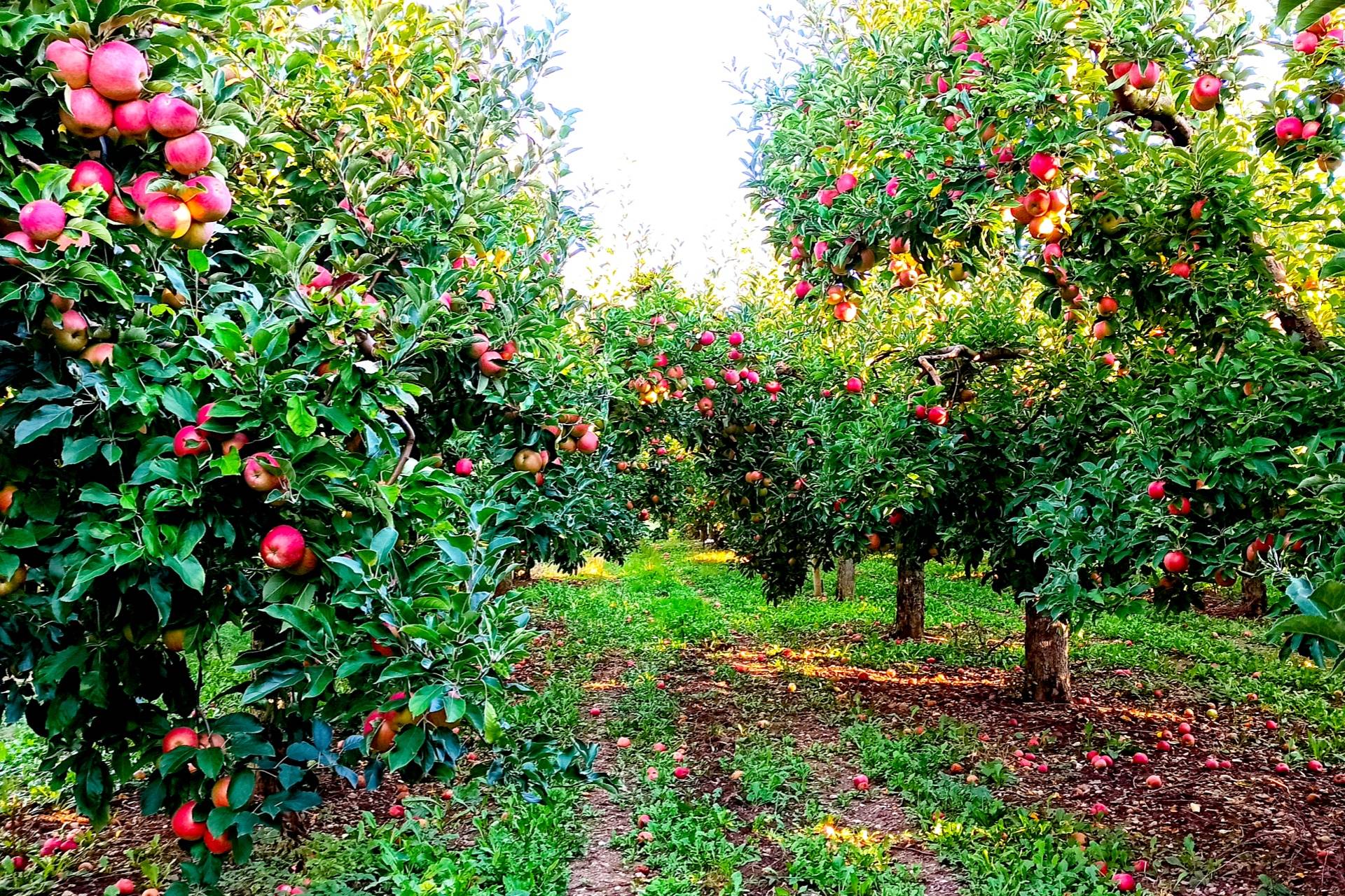 果农在果园中展示刚采摘的红星苹果