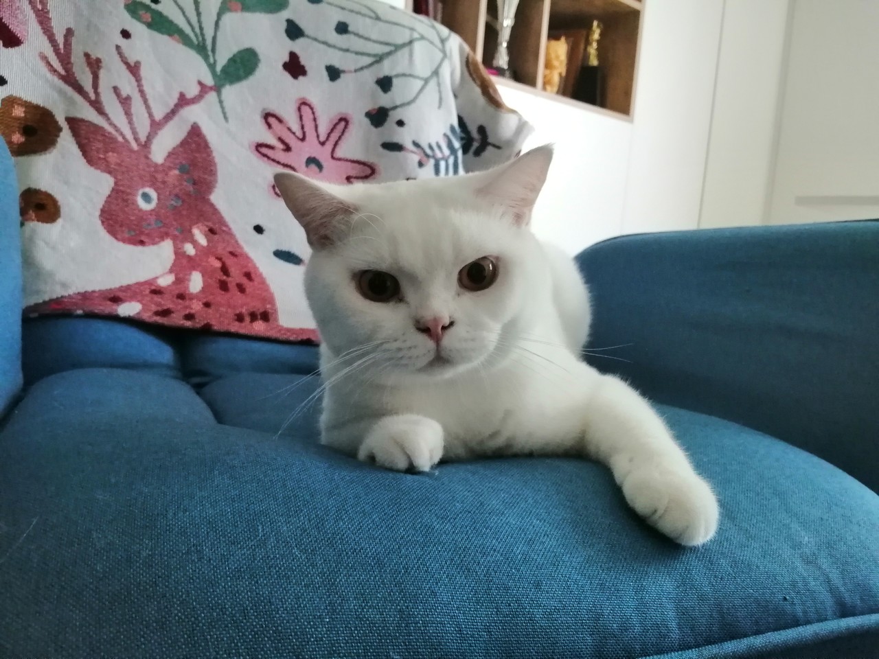猫咪谨慎嗅闻甜瓜块