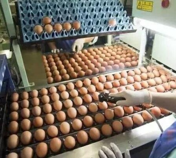 鸡蛋从农场到餐桌的安全流程图