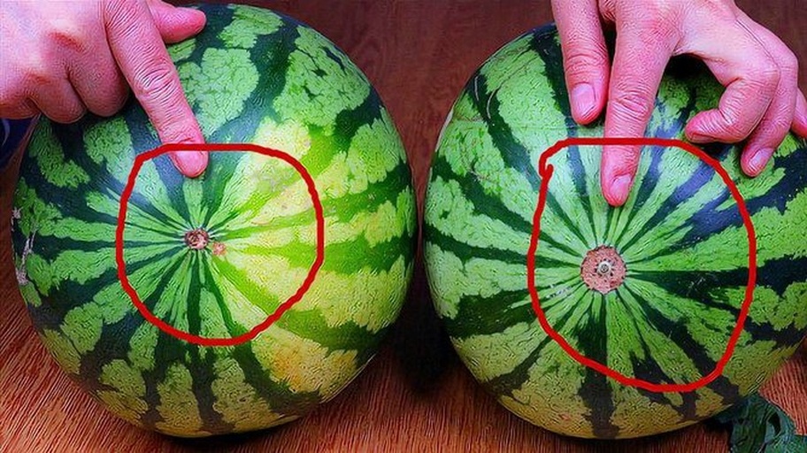西瓜外观对比图