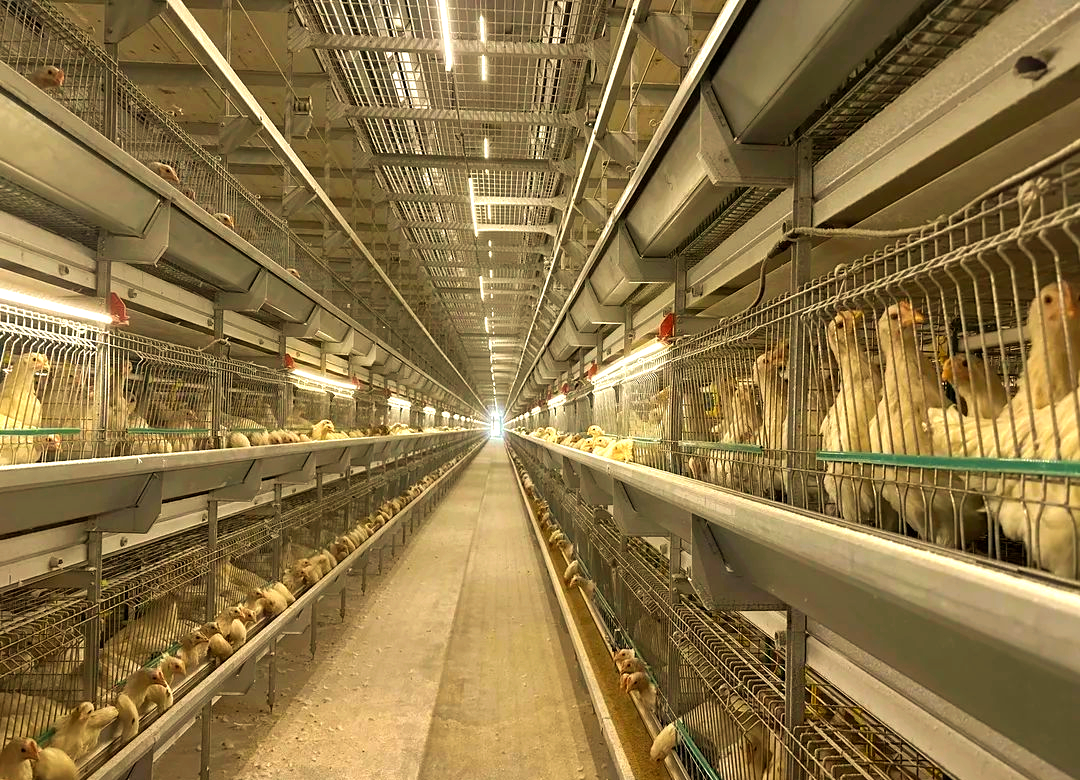 现代化全自动层流鸡舍内部