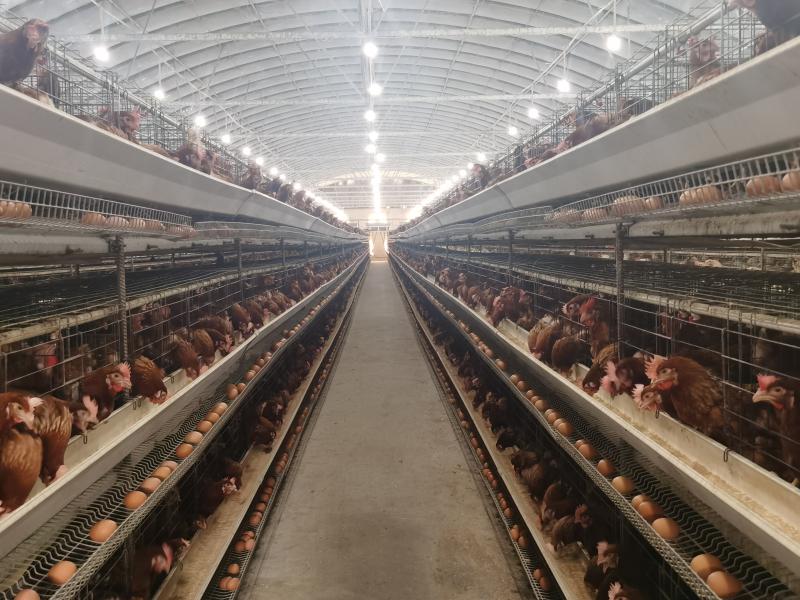 现代化蛋鸡养殖场内景,展示自动化喂料系统、恒温恒湿环境控制设备、带紫外线消毒通道的集蛋区,以及工作人员穿戴防护服进行操作的场景 鸡蛋生产流程示意图