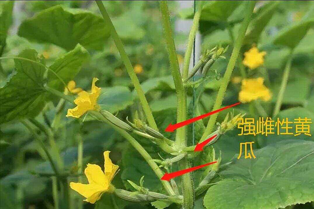 小黄瓜雌花蘸花操作示意图