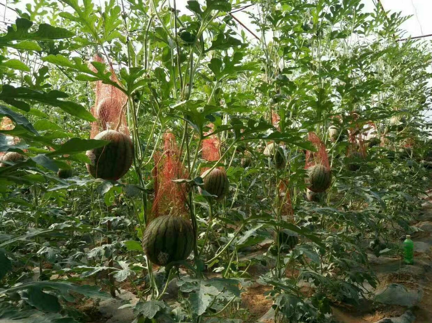 无籽西瓜大棚栽培环境中的激素处理场景