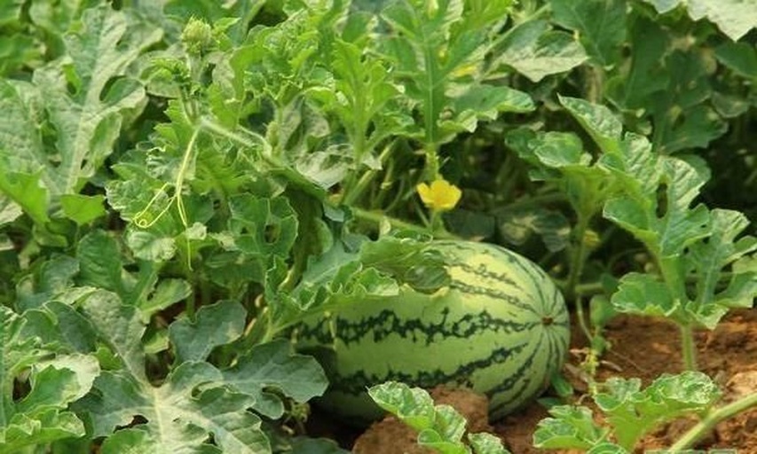 一片绿油油的农田中,可以看到蔓延生长的西瓜藤蔓,藤上分布着心形的绿叶和刚刚开始发育的小西瓜,部分果实还带有残留的雌花,阳光洒在叶片上,呈现出自然生长的真实场景 西瓜藤蔓与幼果特写