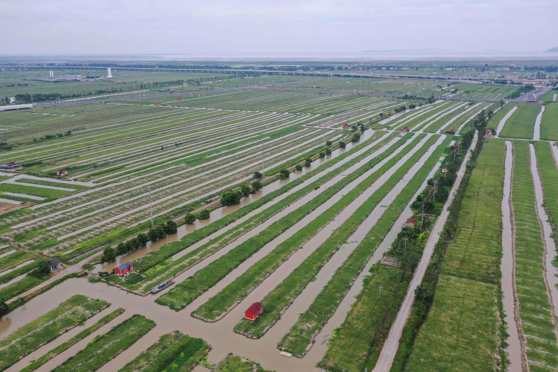 洪山古法种植红菜苔田间实景